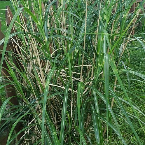 Photo of the plant species Maiden Grass by @OlympianClusia named Sister Marys on Greg, the plant care app