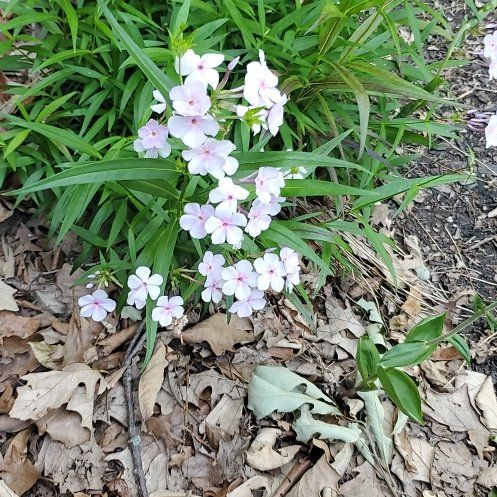 Photo of the plant species Dame's Rocket by @OlympianClusia named Helen on Greg, the plant care app