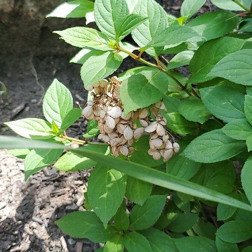 Photo of the plant species Panicle Hydrangea by @OlympianClusia named Pan on Greg, the plant care app