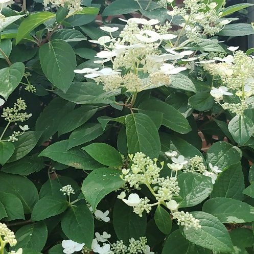 Photo of the plant species Panicle Hydrangea by @OlympianClusia named Belle on Greg, the plant care app