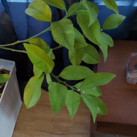 Photo of the plant species Meyer Lemon Tree by @ArtisteTobacco named Lola on Greg, the plant care app