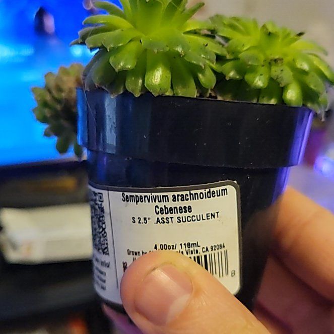Photo of the plant species Sempervivum arachnoideum 'Cebenese' by @UpliftedWeed named Elina on Greg, the plant care app