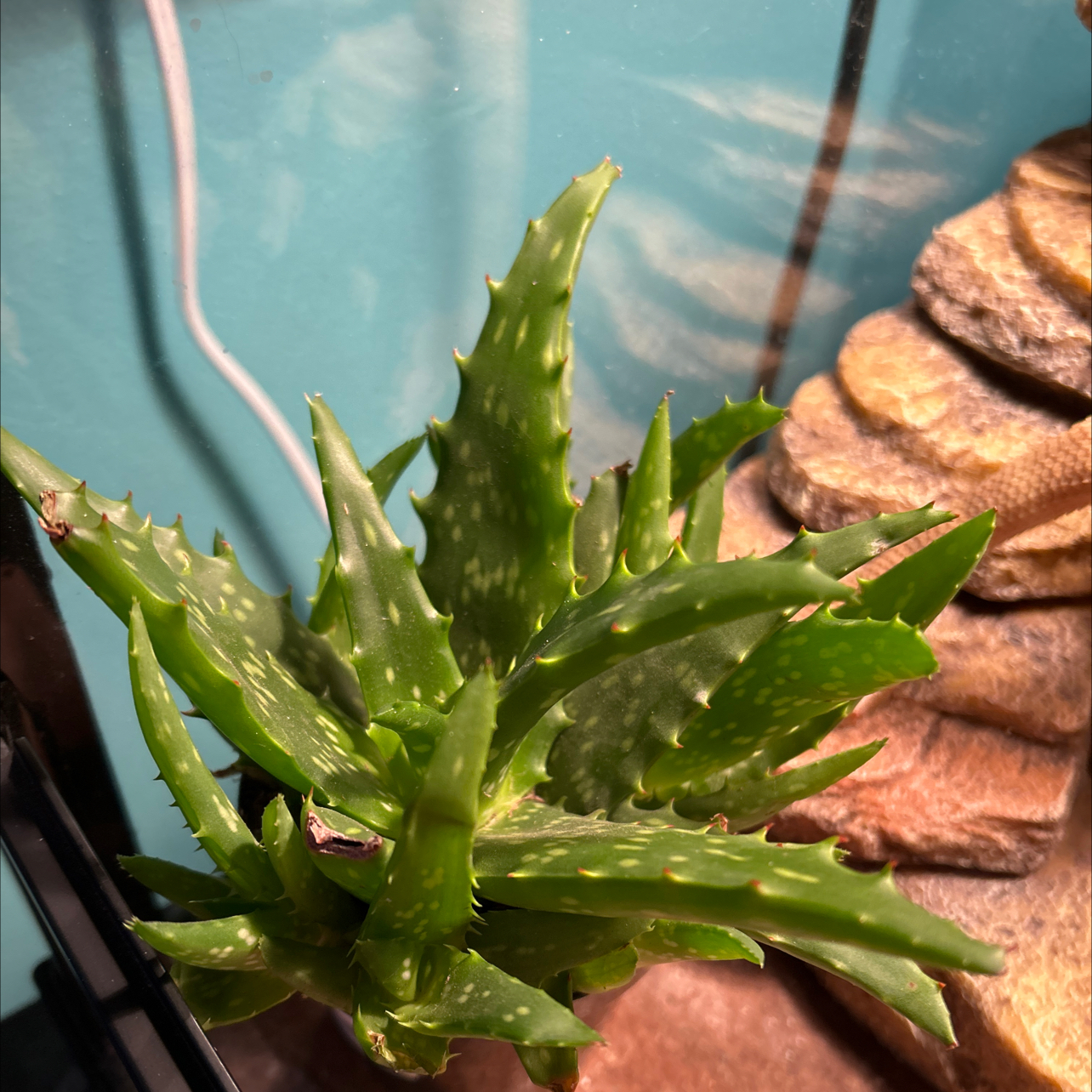 A healthy Aloe Night Sky plant with green, spiky leaves in an indoor setting.