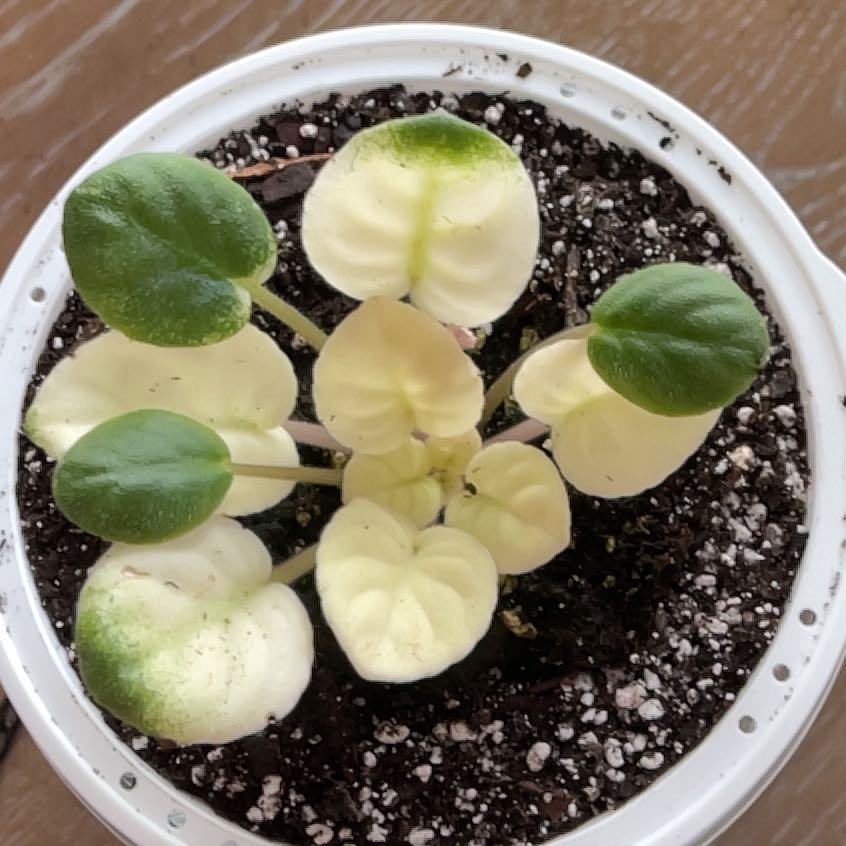 Photo of the plant species African Violets V110 N. Robinson by @FragrantChards named Prince on Greg, the plant care app
