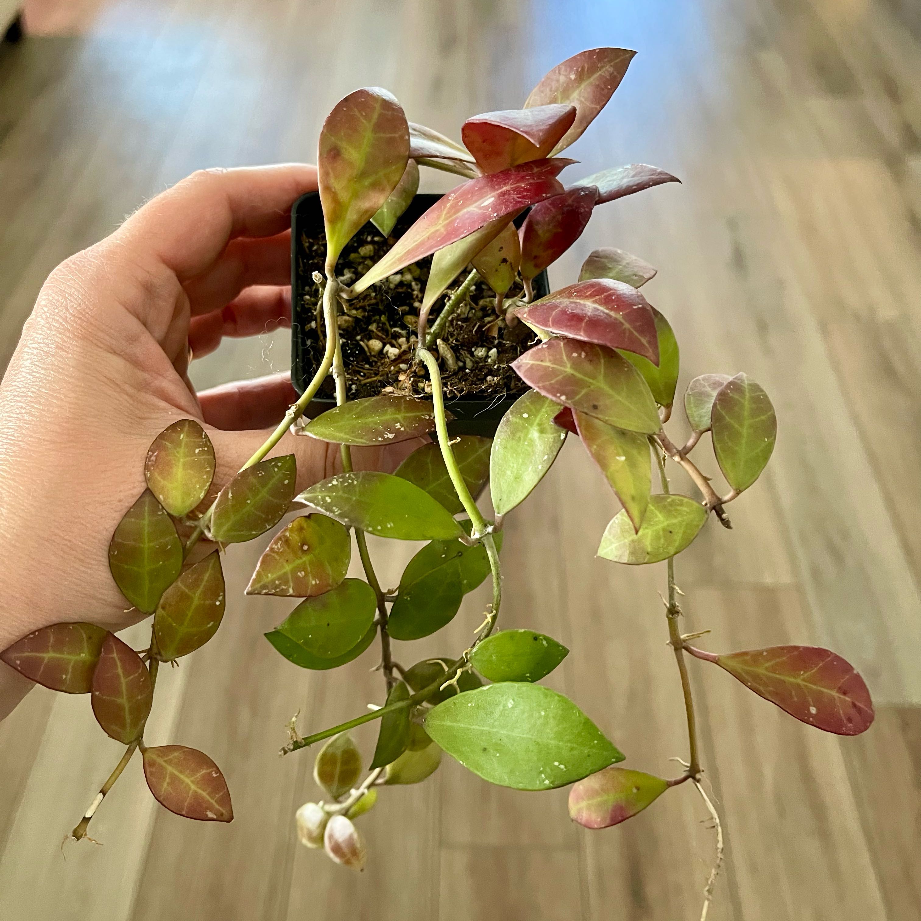Photo of the plant species Hoya sipitangensis by @FragrantChards named Tangie on Greg, the plant care app