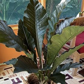 Photo of the plant species Anthurium Black Dragon by @JDP named Black Dragon on Greg, the plant care app