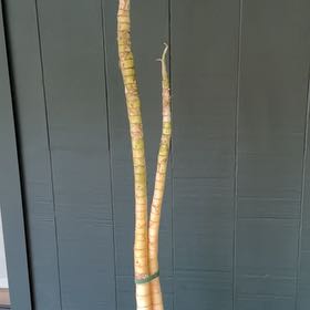 Photo of the plant species Dieffenbachia by @JDP named Albino on Greg, the plant care app