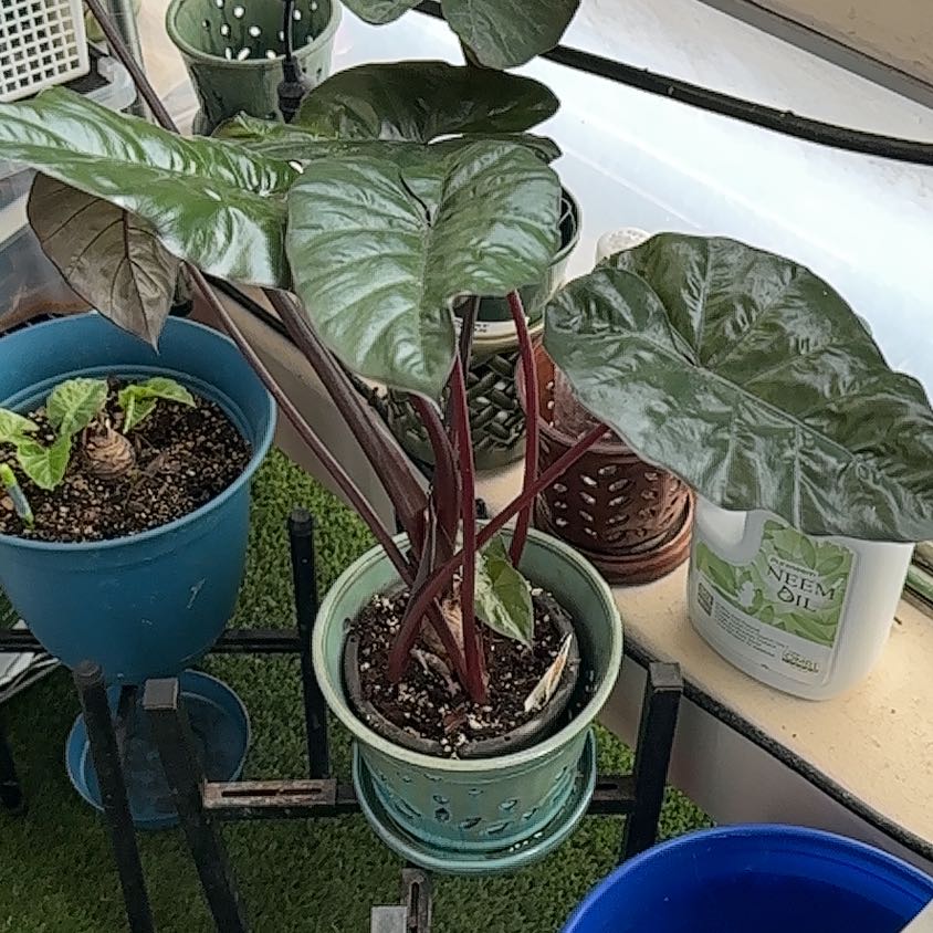 Photo of the plant species Alocasia Yucatan Queen by @JDP named Yucatán Princess on Greg, the plant care app