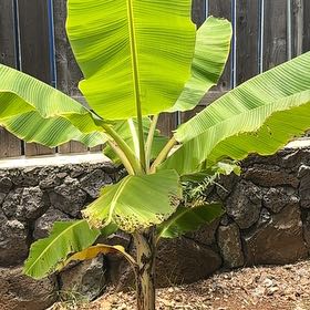 Photo of the plant species Little Prince Banana by @JDP named Beyonce on Greg, the plant care app