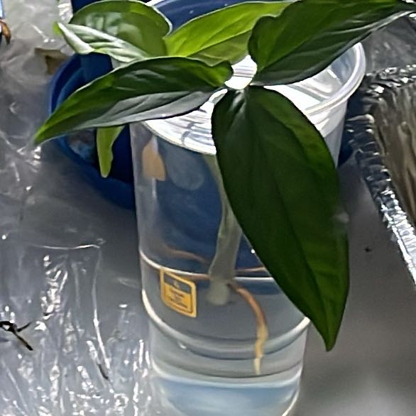 Photo of the plant species Syngonium Green by @NobleRockfig named Eva on Greg, the plant care app