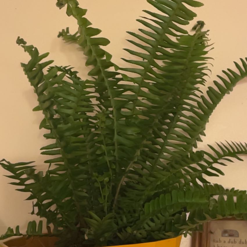Fernroot