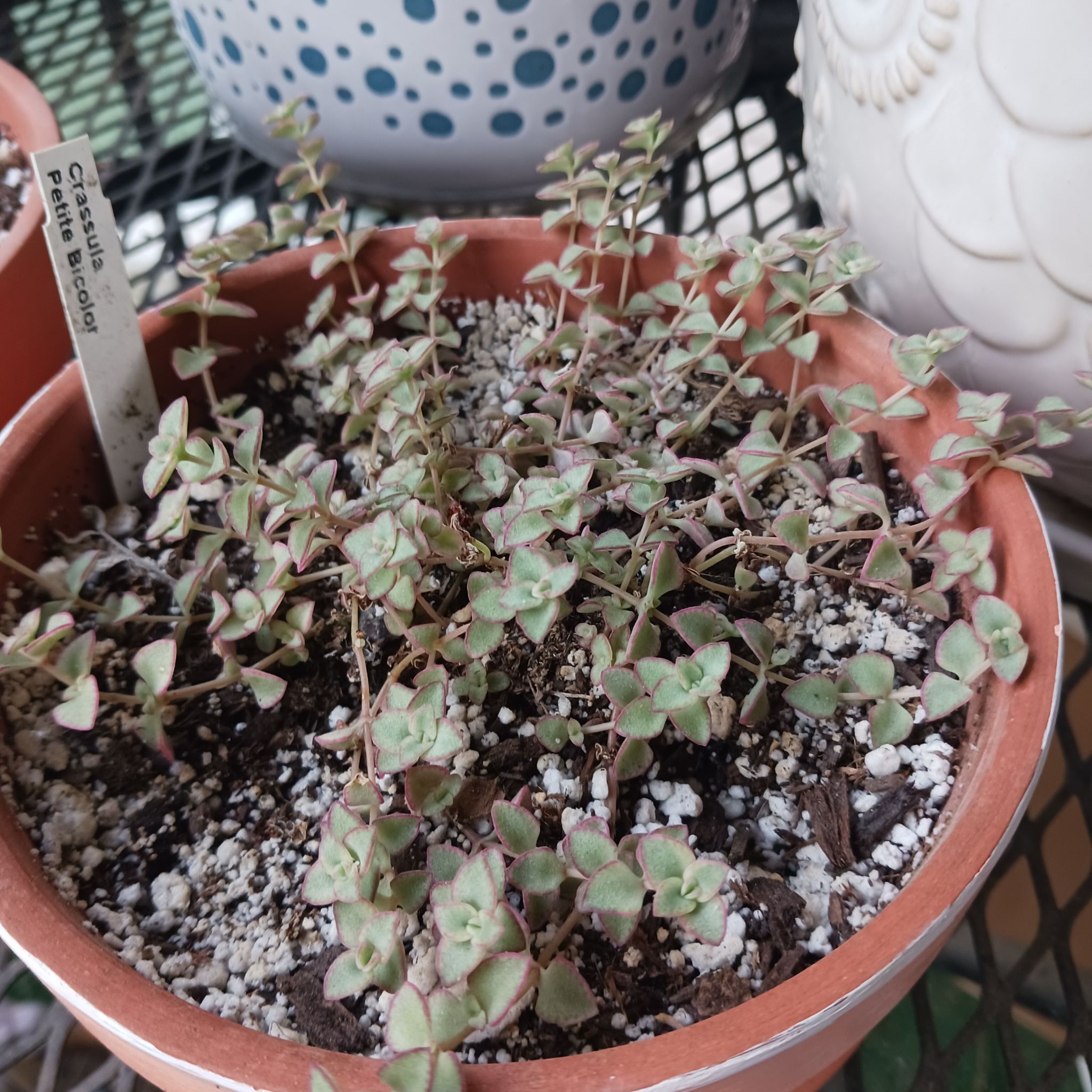 Photo of the plant species mini kitty jade by @SociableBlueelf named Miss Kitty on Greg, the plant care app