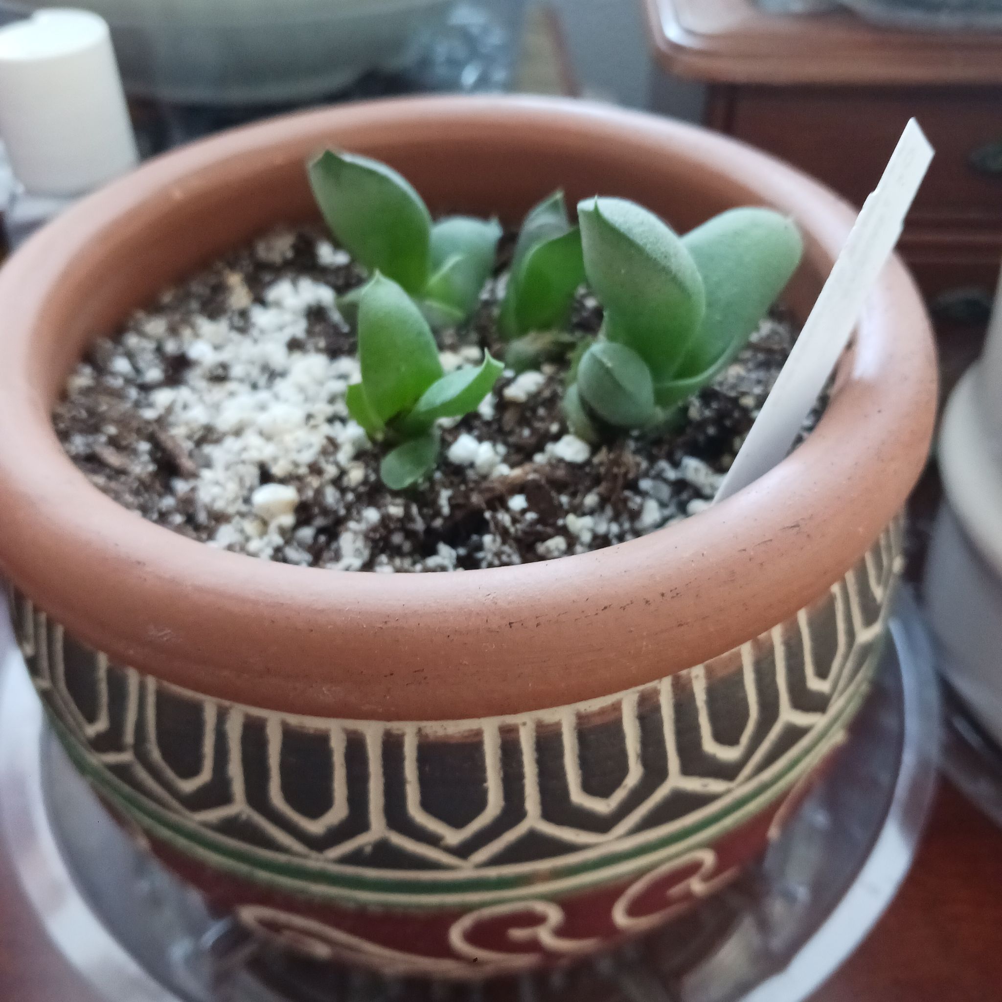 Photo of the plant species Kouga Gasteria by @SociableBlueelf named Dolores on Greg, the plant care app