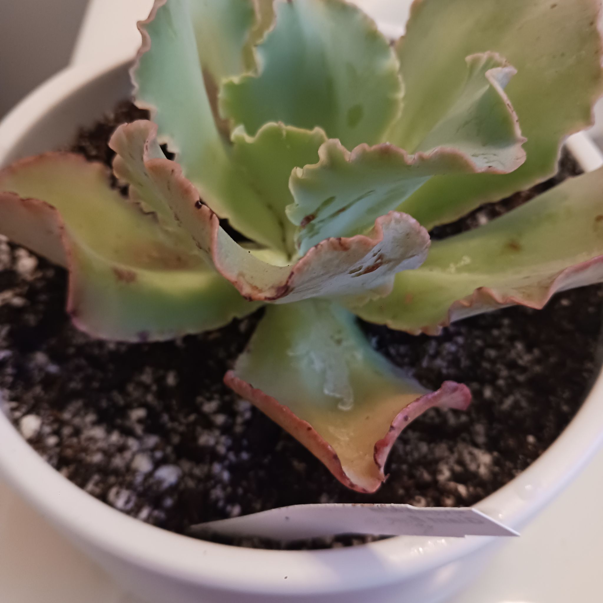 Photo of the plant species Echeveria 'Giant Blue' by @SociableBlueelf named Surya on Greg, the plant care app