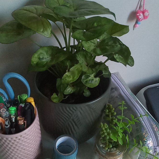 Photo of the plant species Syngonium 'Sunshine Speckles' by @RelieverViszsla named Arrowgreenia on Greg, the plant care app