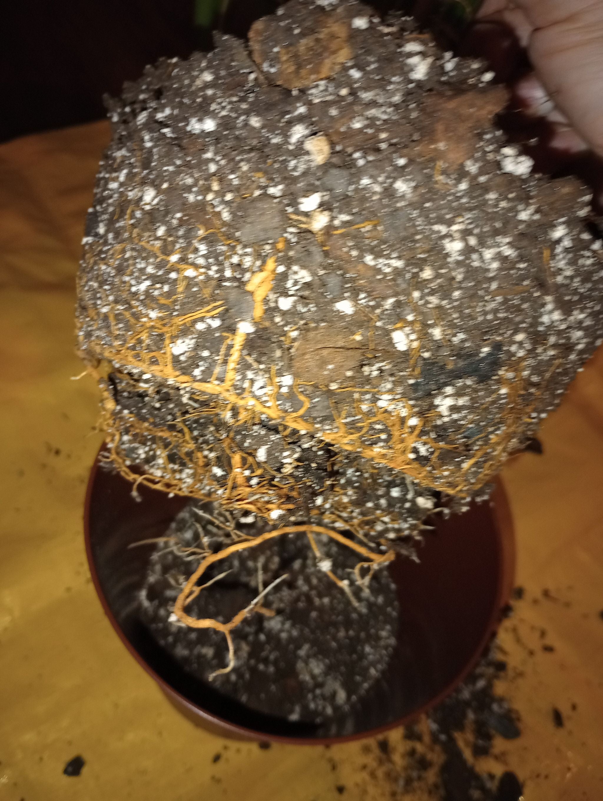 Sansevieria Silver Queen (NJ div 3) A plant by e3ecd3 on Greg