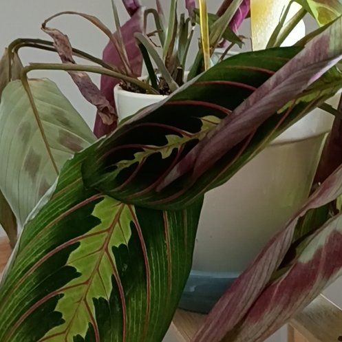Photo of the plant species Red prayer plant by @NotableKonjac named Morgan Treeman on Greg, the plant care app
