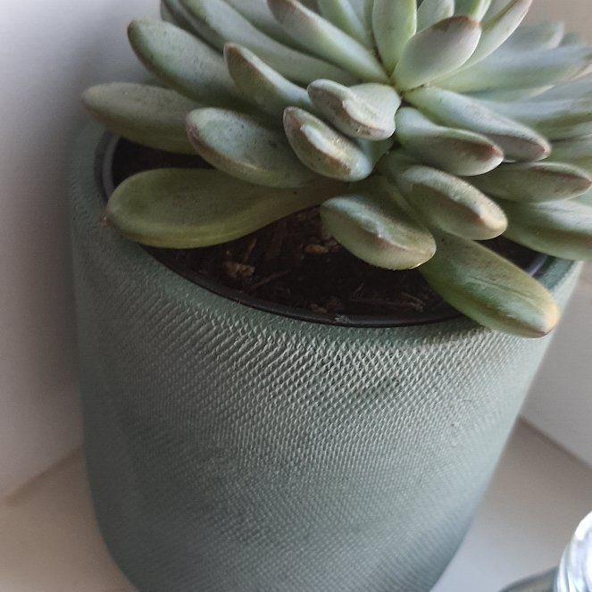 Photo of the plant species Echeveria Aurora by @BonusAnthurium named Anne on Greg, the plant care app