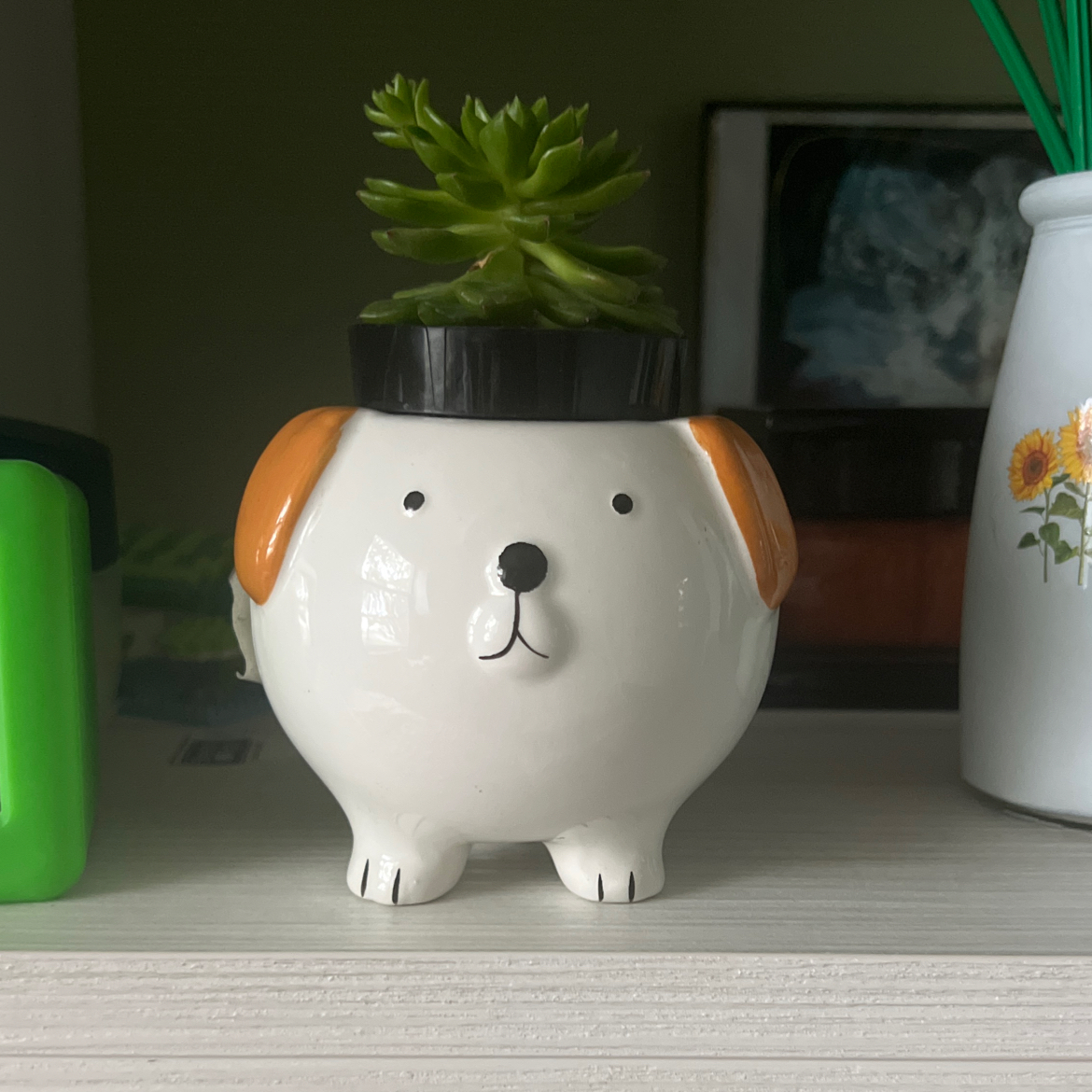 Sedeveria 'Letizia' plant in a dog-shaped pot on a shelf with other items.