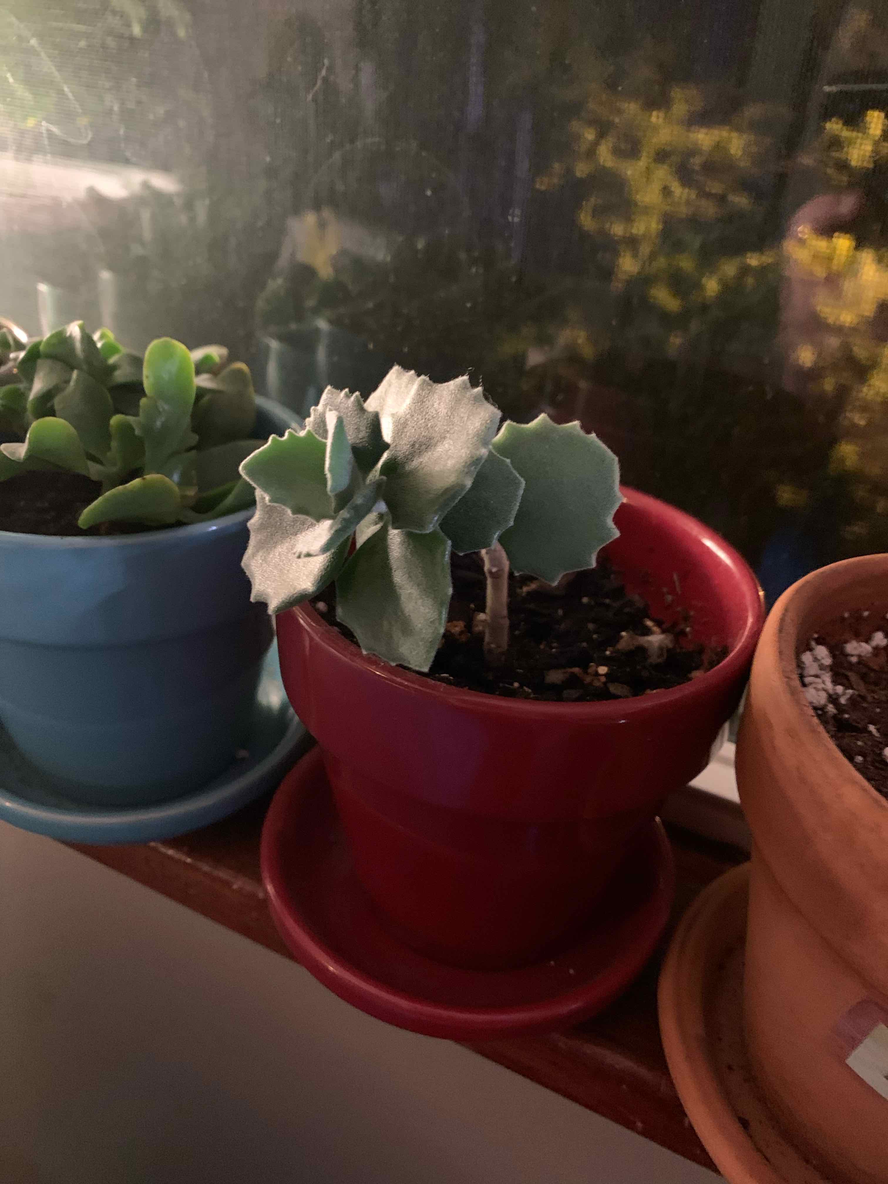 Felt Bush plant in a red pot, appears healthy with visible soil.