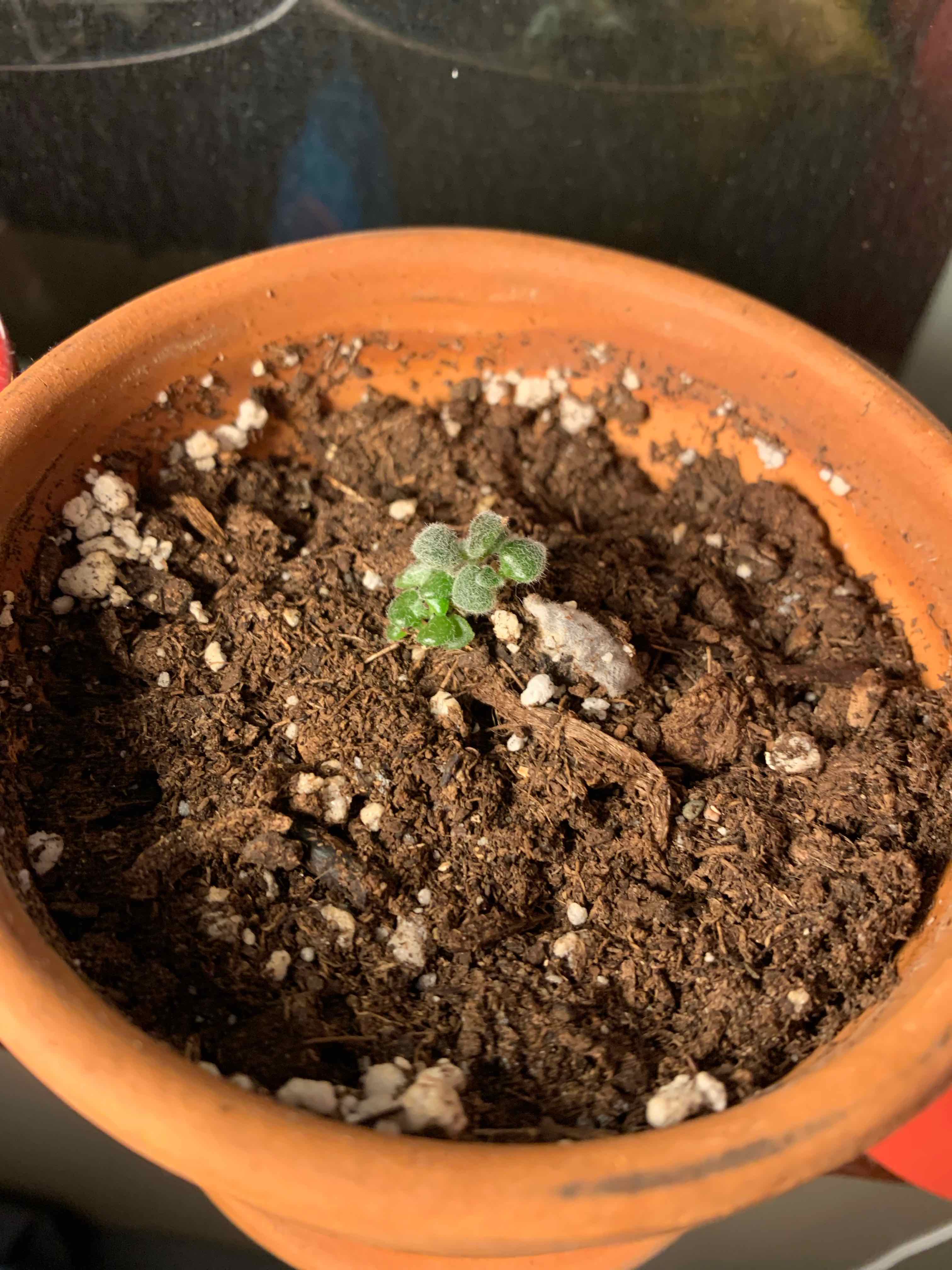 Small Felt Bush plant in a terracotta pot with visible soil.