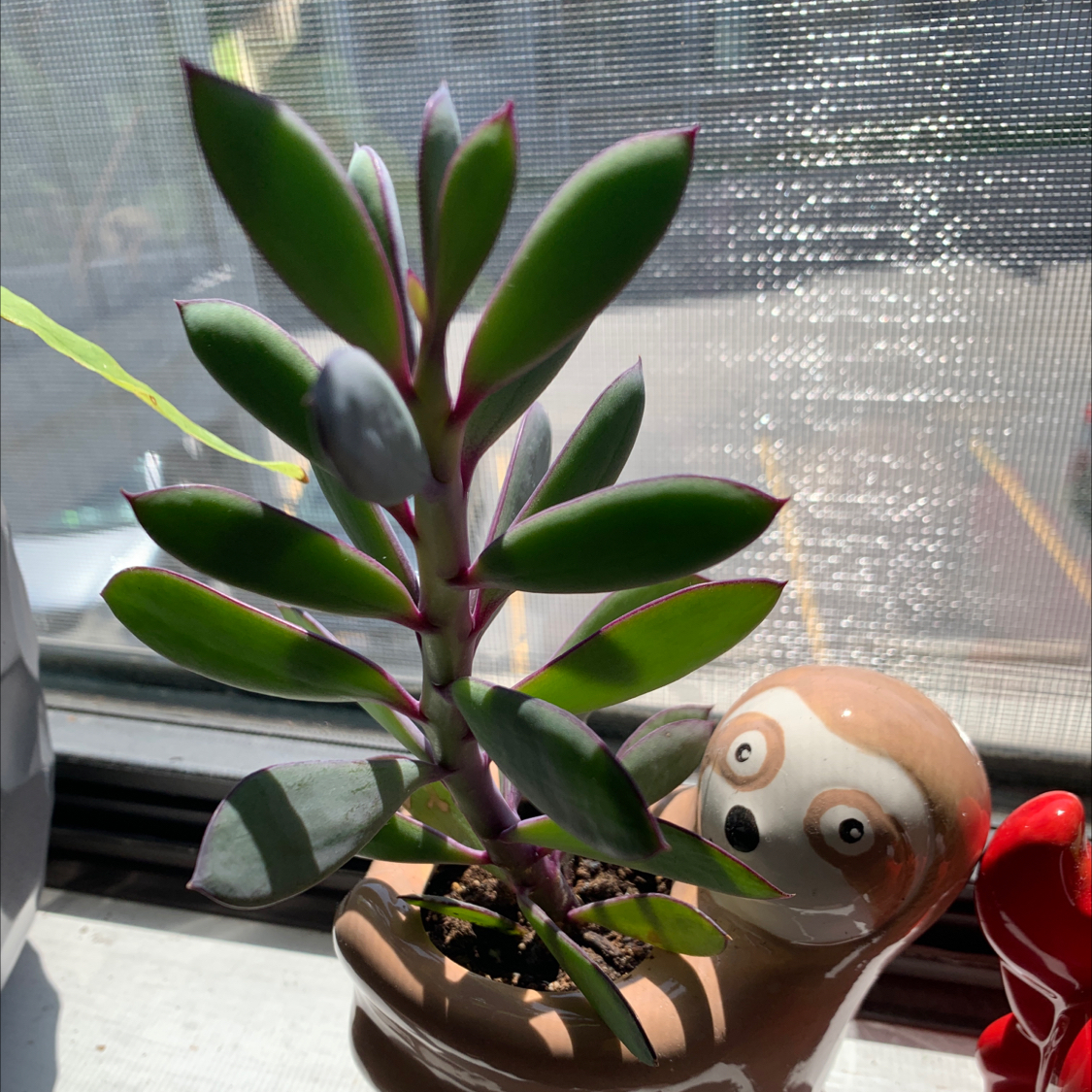 Photo of the plant species Vertical Leaf Senecio by @starbornbard named Beck on Greg, the plant care app