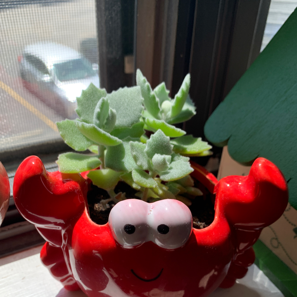 Photo of the plant species Felt Bush by @starbornbard named Emmett on Greg, the plant care app