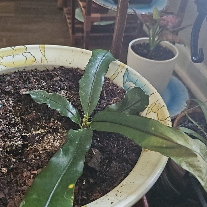 Photo of the plant species Anglaonema Black Maroon by @CalmBlackthorn named Girlfrond on Greg, the plant care app