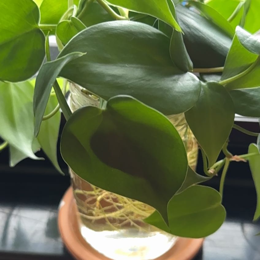 Ronaldo A plant by NiftyHoyabella on Greg