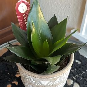 Photo of the plant species Blue Sansevieria by @FoxForce5000 named Muhammad Ali on Greg, the plant care app