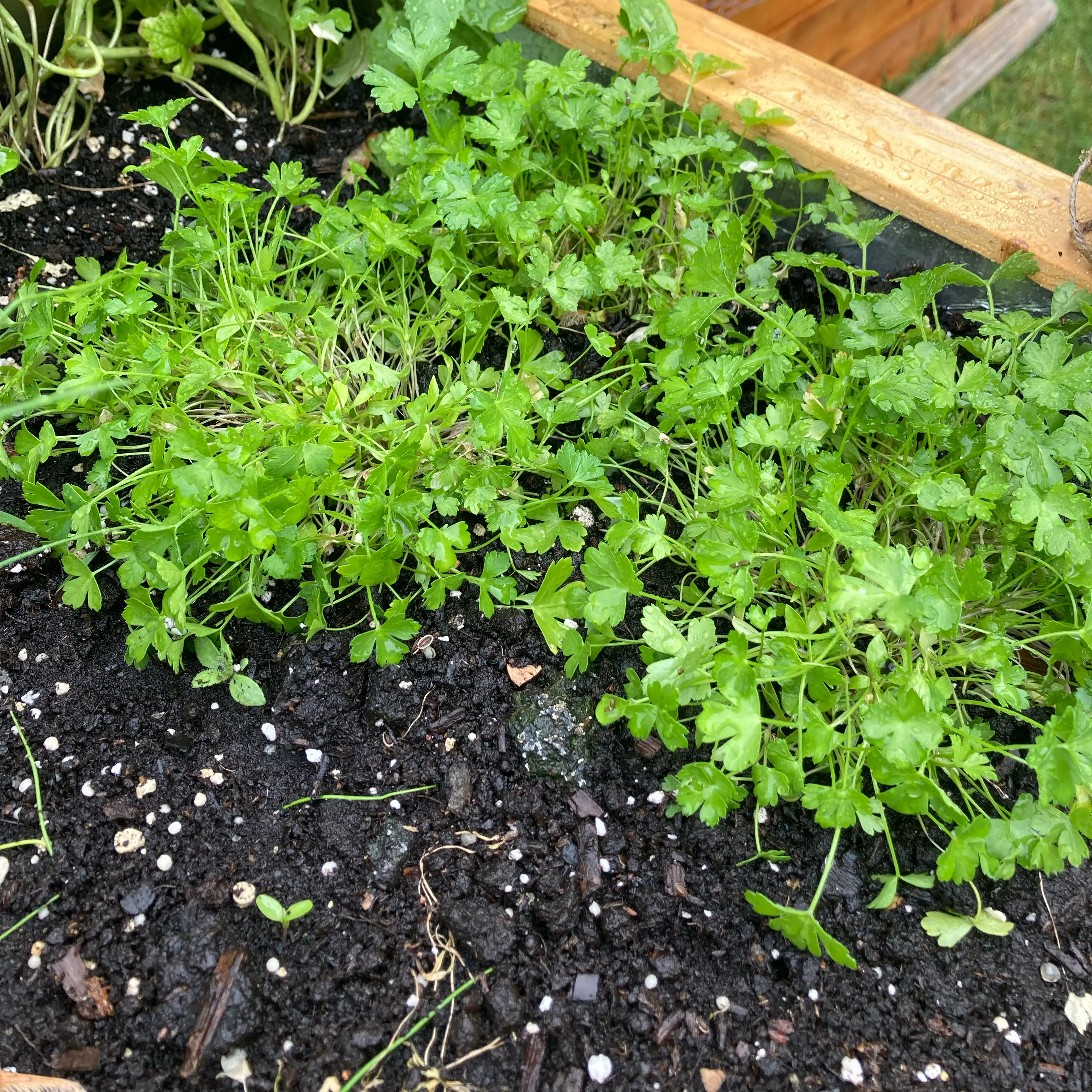 Photo of the plant species Curly (Common) Parsley by @WorthyTreeonion named Sonora on Greg, the plant care app