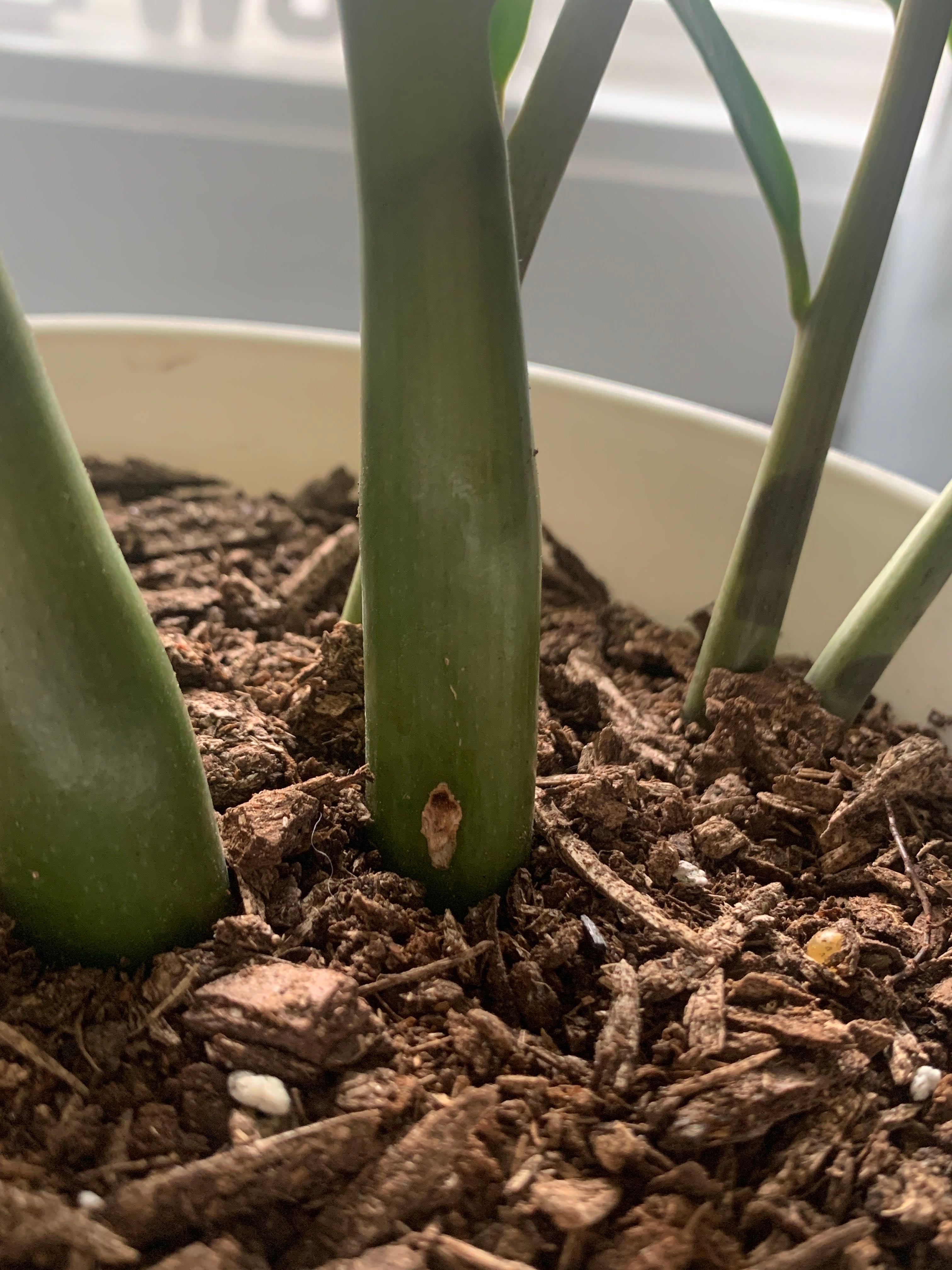 Should I Repot My Zz Plant And If So, How?