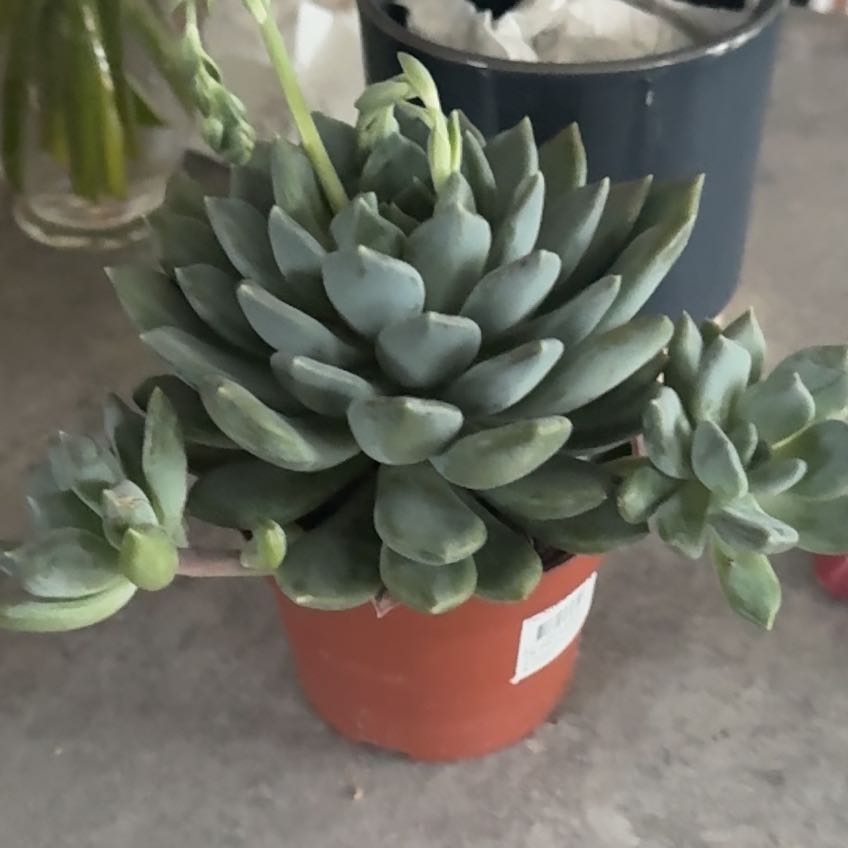 Photo of the plant species Pachyveria 'Corvus' by @ZealouslyZinnia named Kendall on Greg, the plant care app