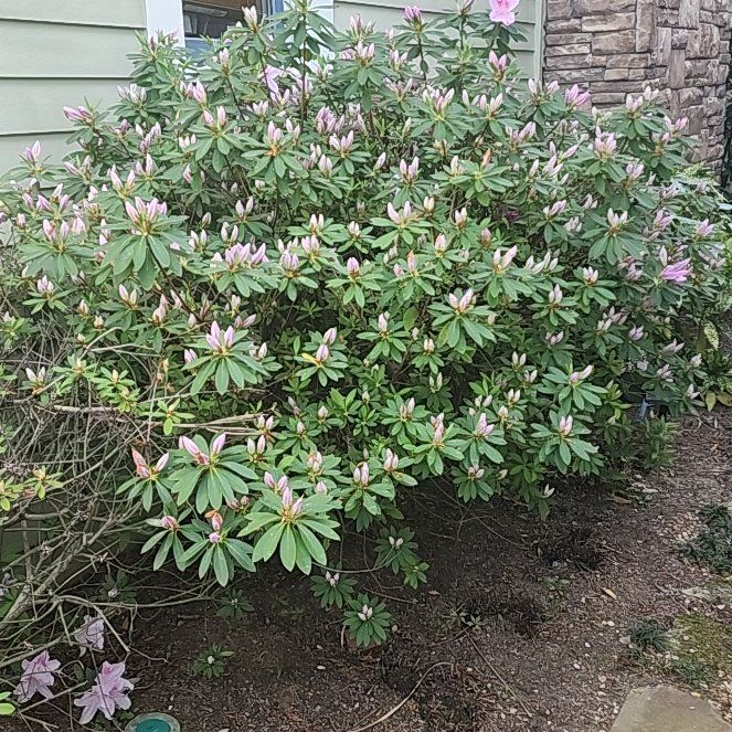 Photo of the plant species Pink Azalea by @WelefulShadbush named Remington on Greg, the plant care app