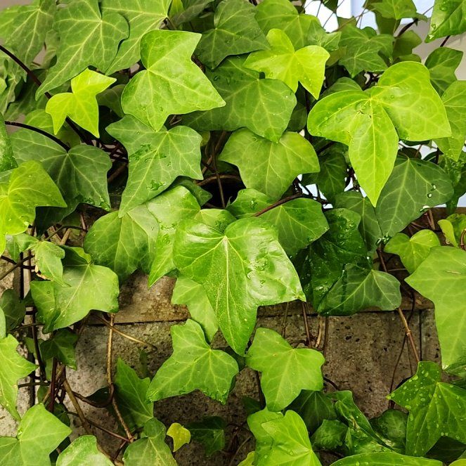 Photo of the plant species Garland Ivy by @BeeHappy named Akidlleativytoo on Greg, the plant care app
