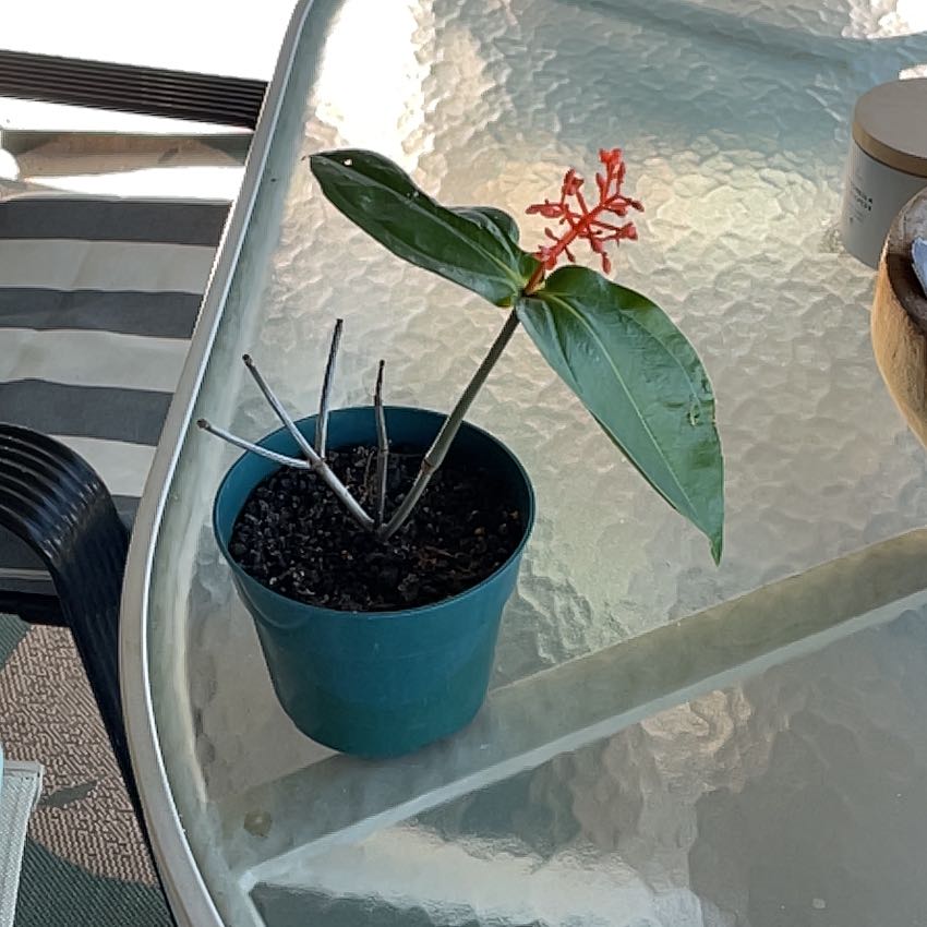 Showy Medinilla plant with red flowers in a blue pot on a glass table.