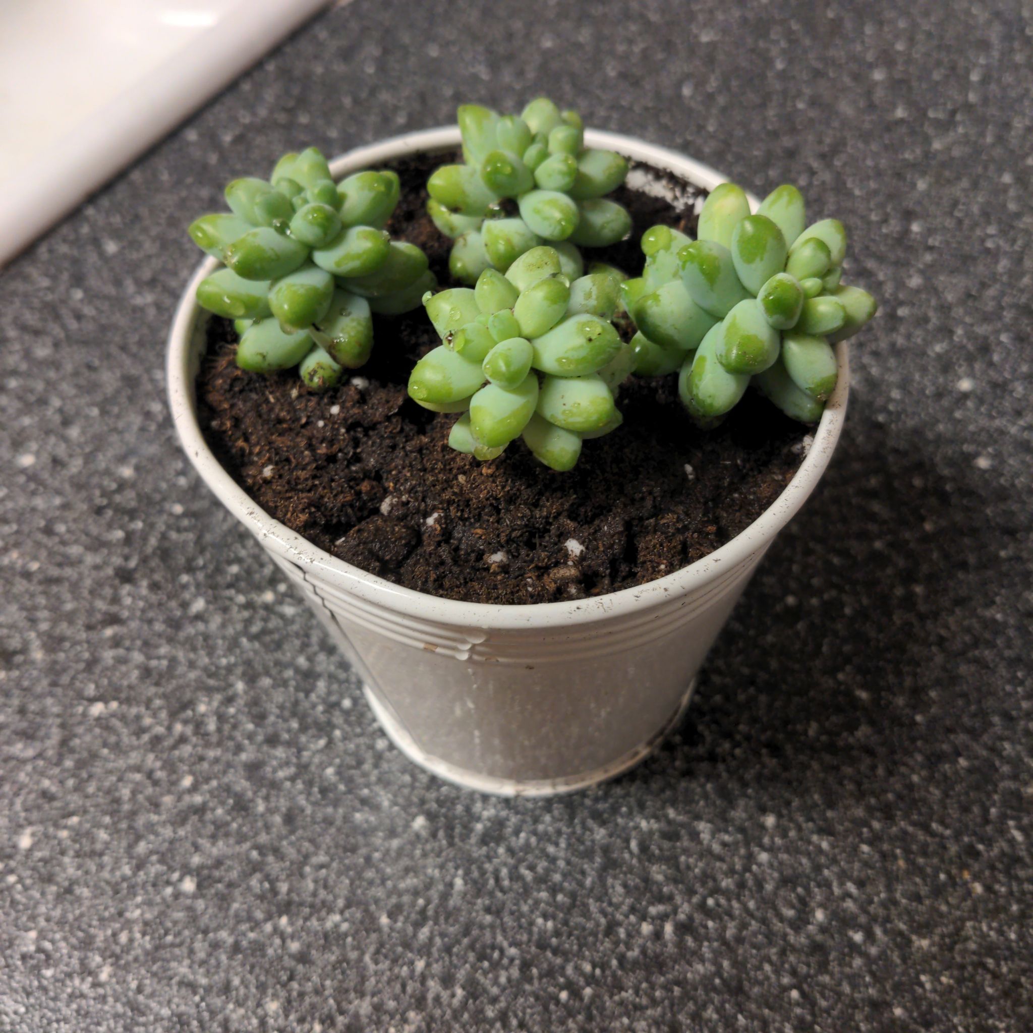 Potted Graptosedum 'Blue Giant' succulent with multiple rosettes in a white pot.
