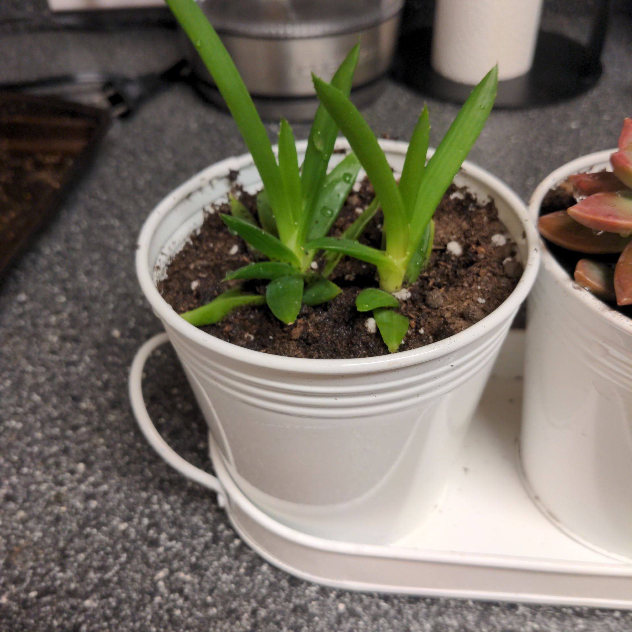 Alworthia 'Black Gem' plant in a white pot with visible soil, another plant partially visible.