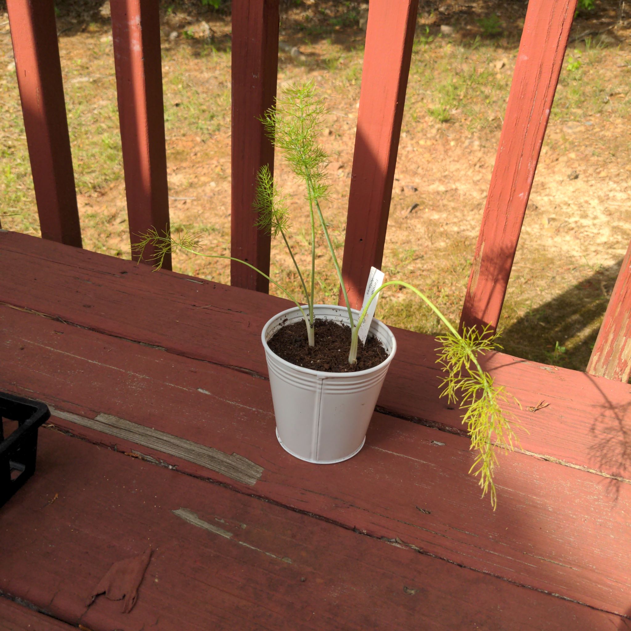 Potted Common Fennel plant with thin, feathery leaves in a white pot on a wooden surface.