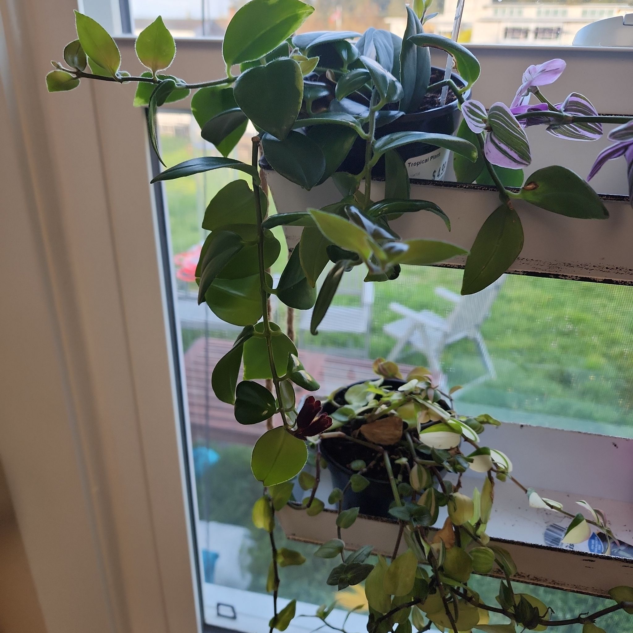 Lipstick Plant with healthy green leaves hanging near a window.