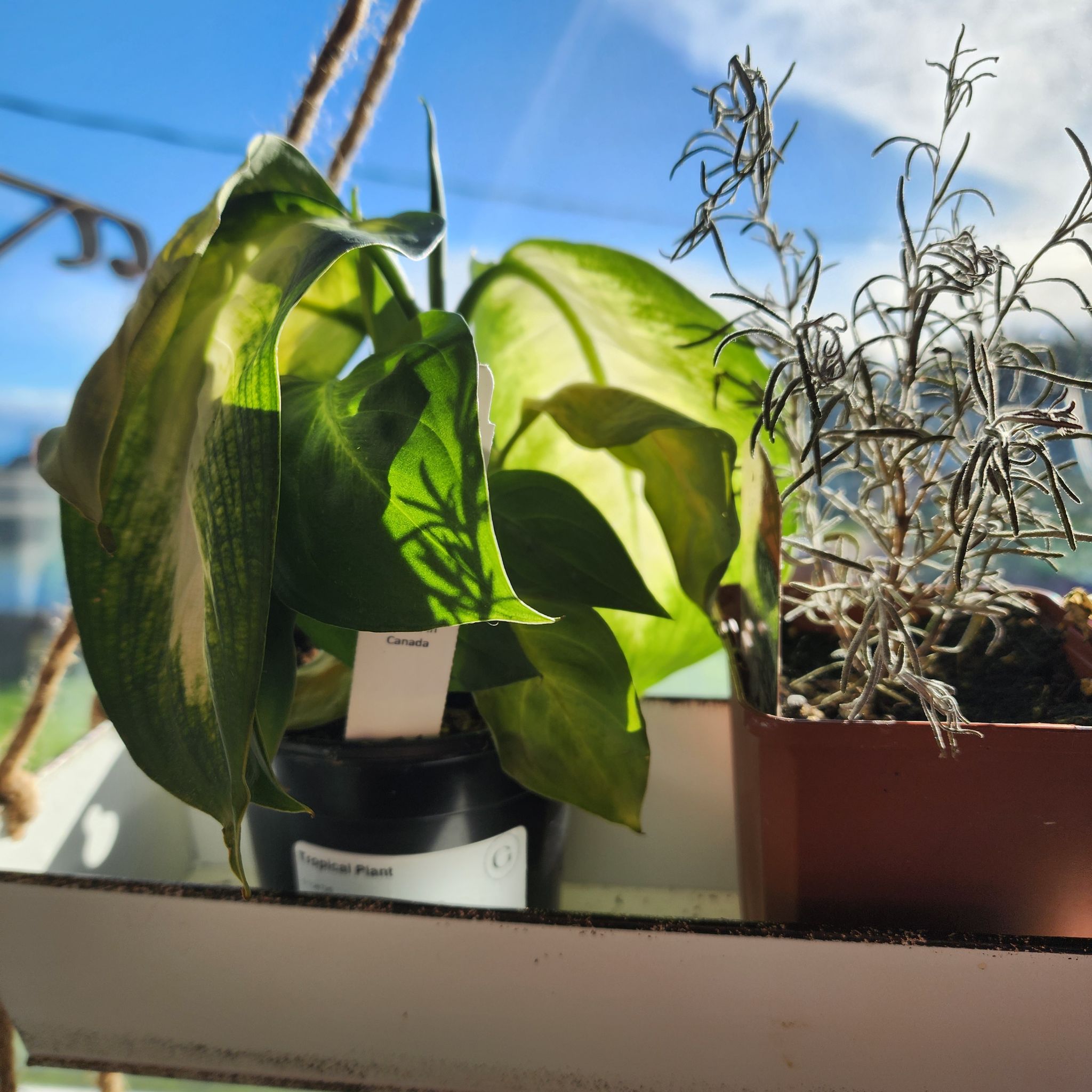 Photo of the plant species Dieffenbachia 'Honeydew' by @SmoothOrchid named Logan on Greg, the plant care app