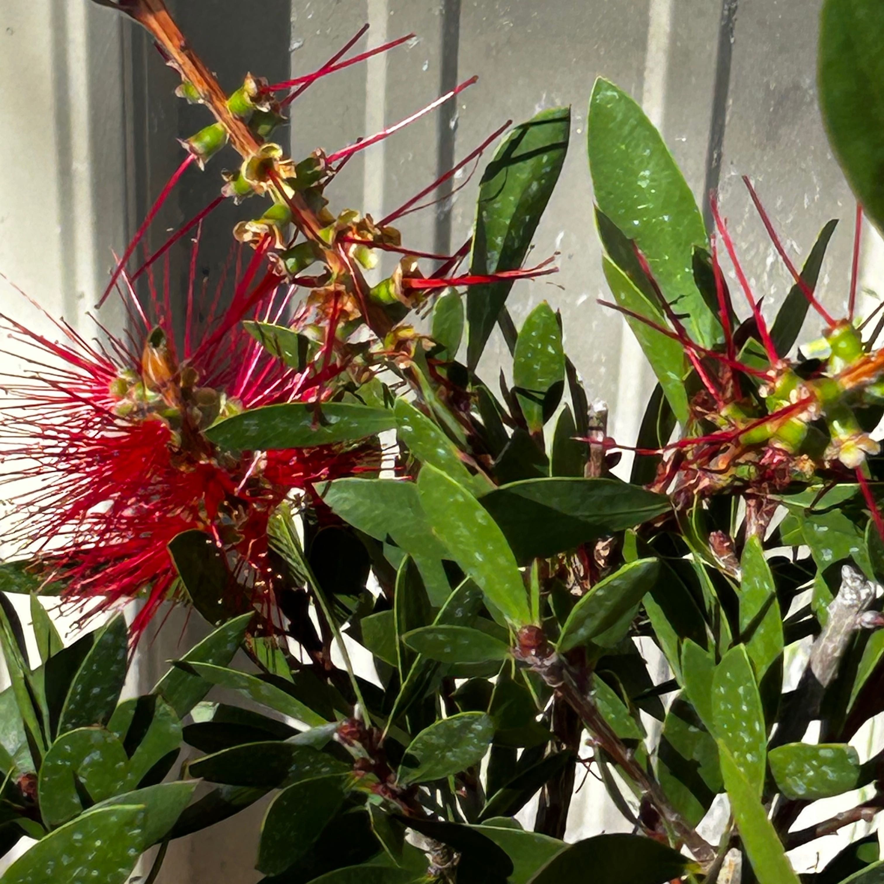 Jungle Geranium plant with vibrant red flowers and healthy green leaves.