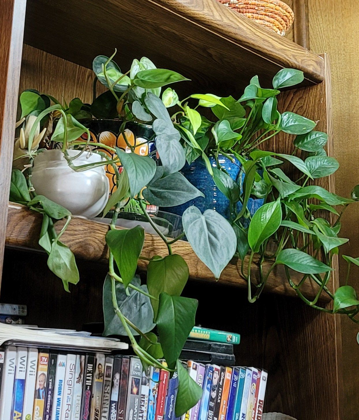 Photo of the plant species variagated pothos by @CompleteBoneset named Hemingway on Greg, the plant care app