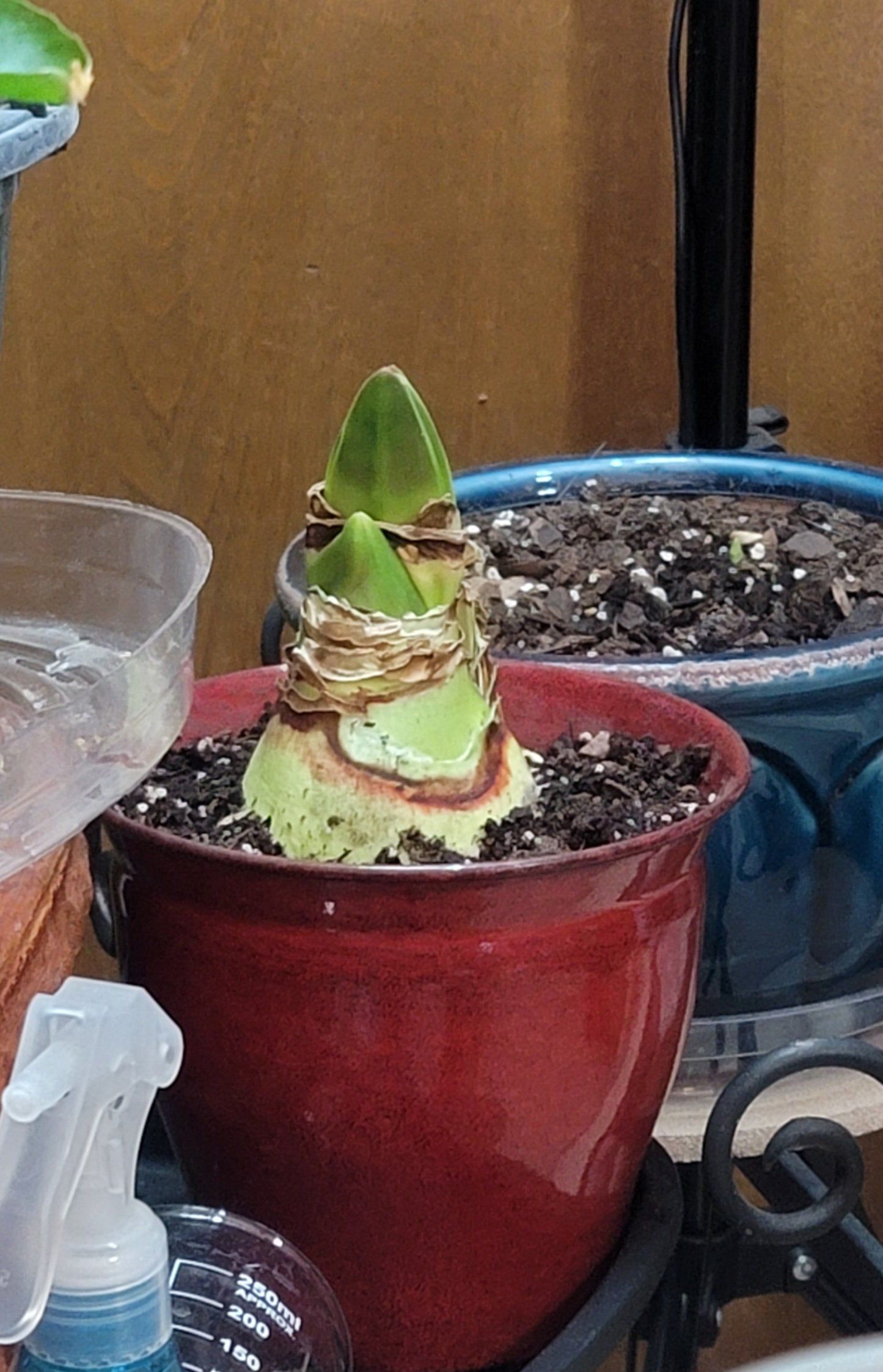 Photo of the plant species Galaxy Group Amaryllis by @CompleteBoneset named Kylie on Greg, the plant care app
