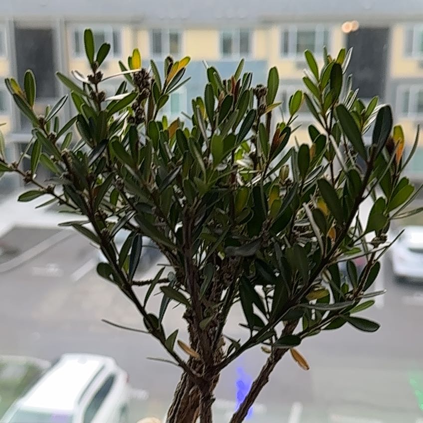 Photo of the plant species Harland Boxwood by @azcypher named Allein on Greg, the plant care app