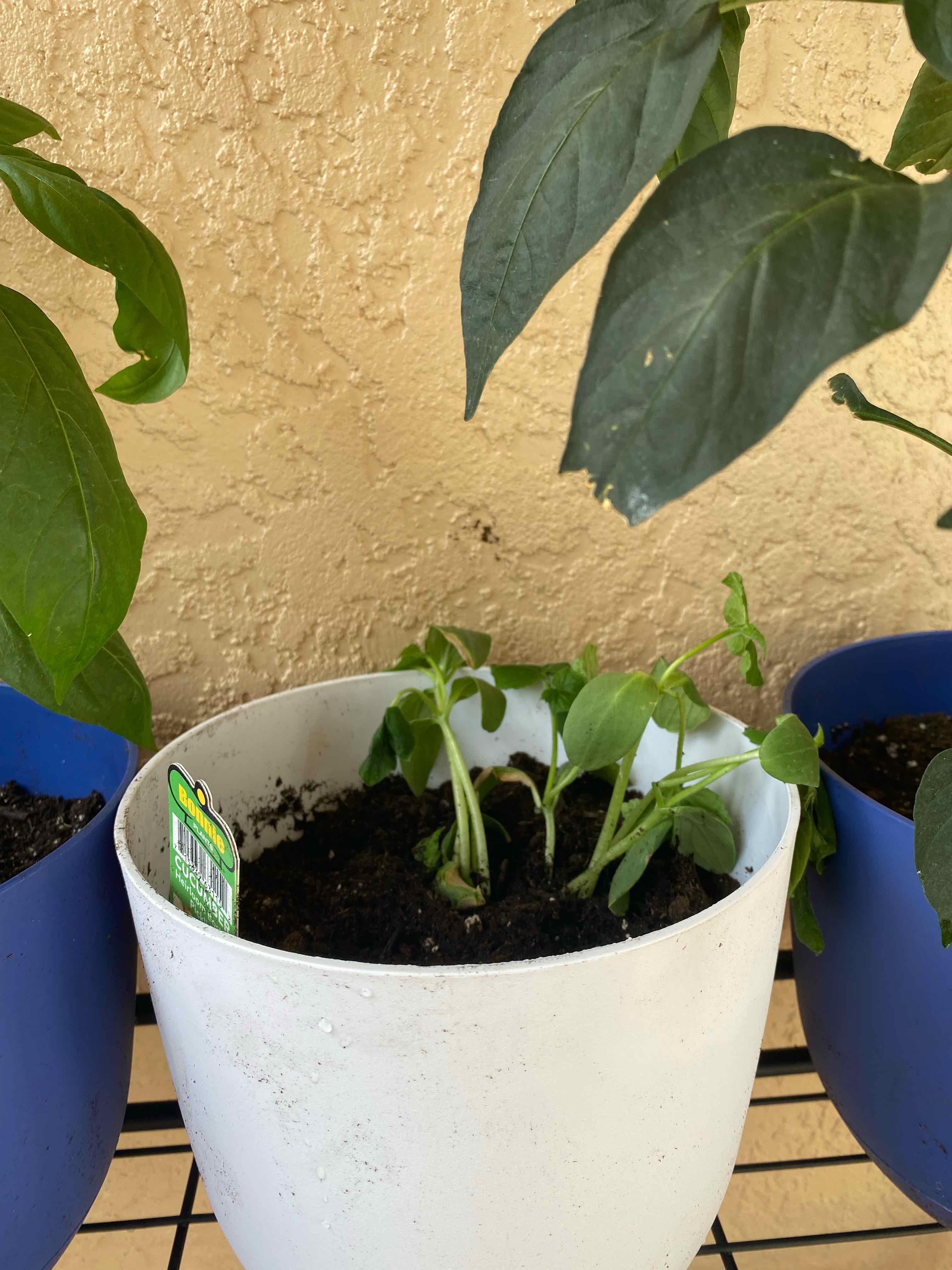 Cucumber plant in a white pot with visible soil, showing signs of wilting.