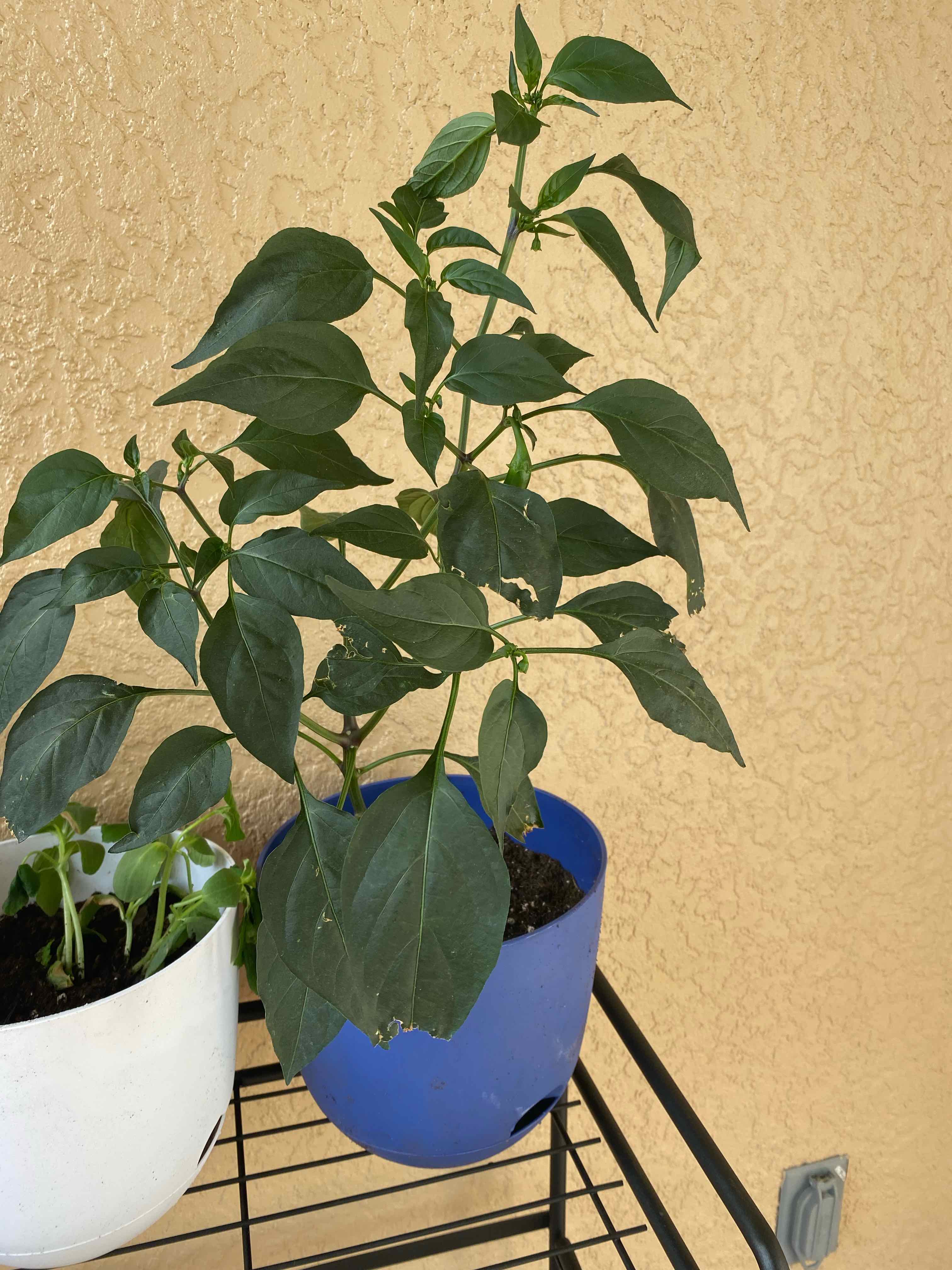 Jalapeño Pepper plant in a blue pot with healthy green leaves, another plant in a white pot partially visible.