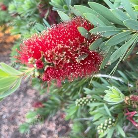 Photo of the plant species Pōhutukawa by @HotRamarama named Gobi on Greg, the plant care app