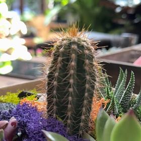 Photo of the plant species Succlent by @IdolizedChamisa named PAX on Greg, the plant care app