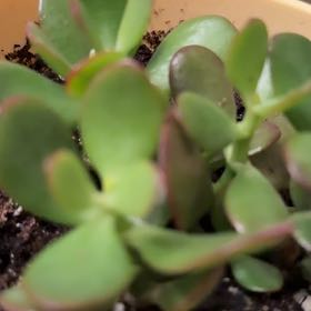 Photo of the plant species succulent by @IdolizedChamisa named Jade on Greg, the plant care app